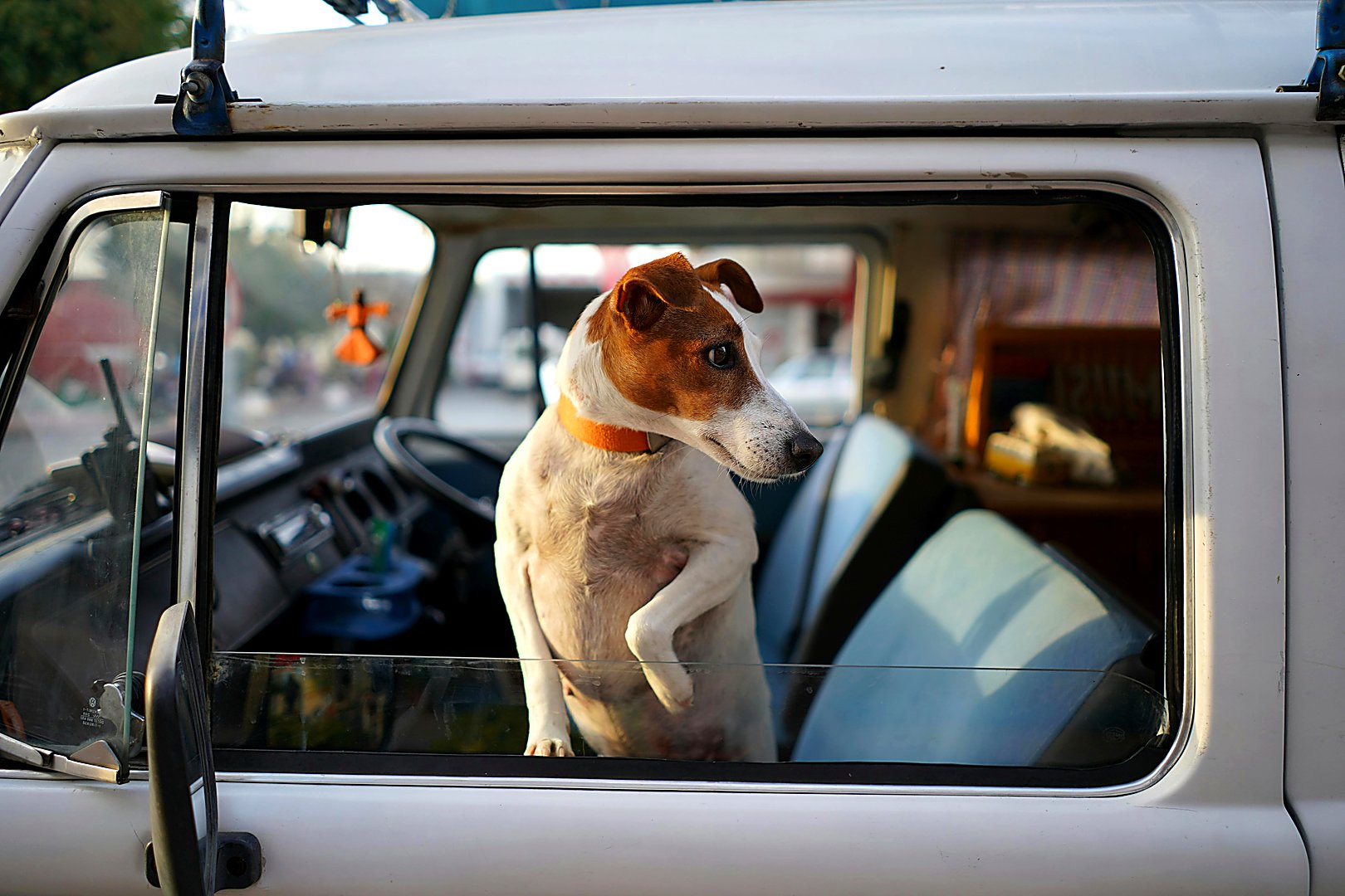 Safe pet transportation service with professional handlers